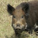 Fear of Porcine Menaces in America: Thank You Humans