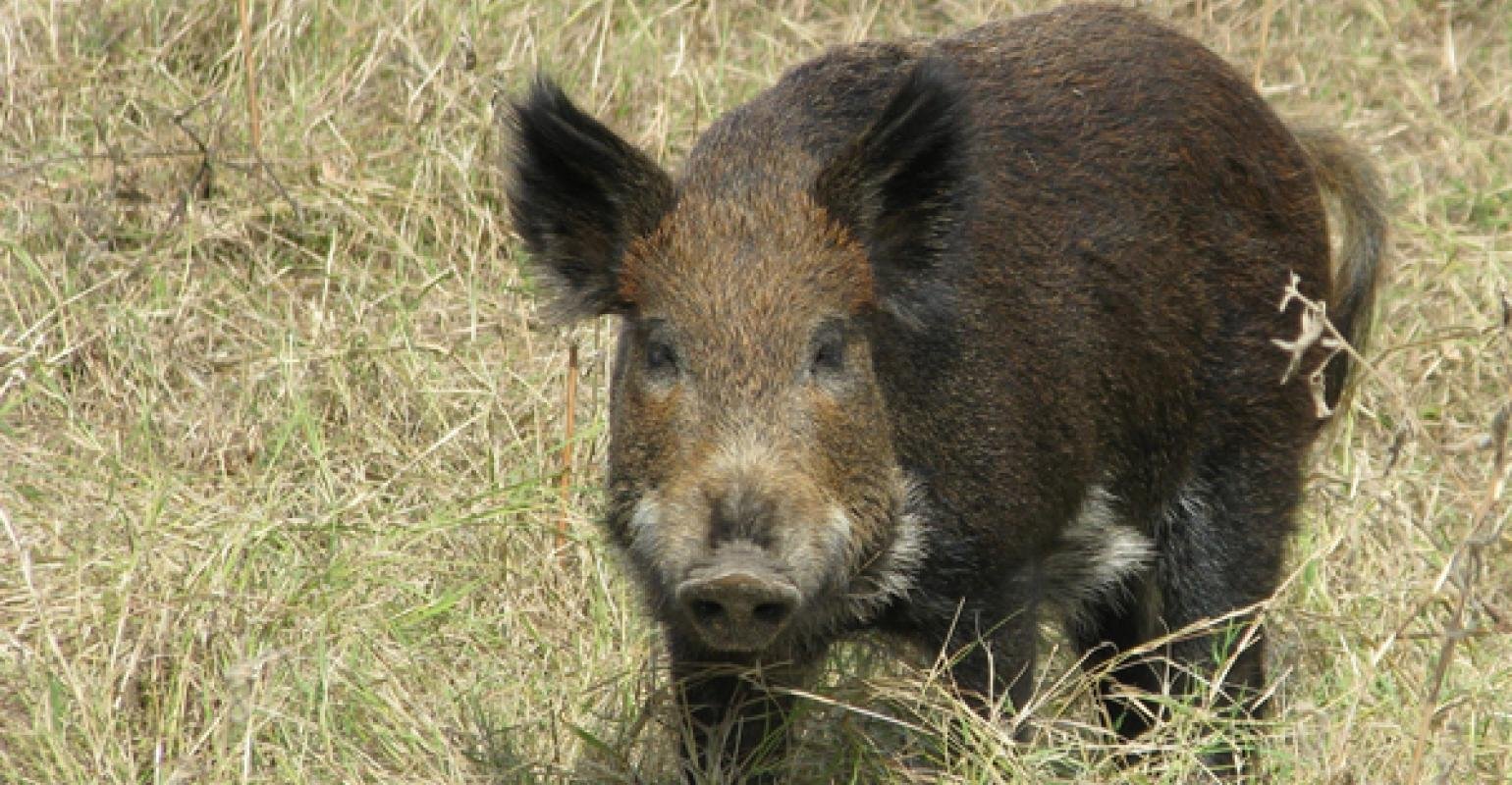feral-hog